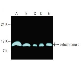 cytochrome c Antibody (A-8) - Western Blotting - Image 396198 