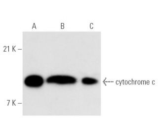cytochrome c Antibody (7H8) - Western Blotting - Image 329