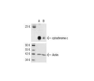 cytochrome c-s siRNA (m): sc-29293. Western blot analysis of somatic cytochrome c expression in non-transfected control (A 