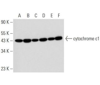 cytochrome c1 Antibody (A-5) - Western Blotting - Image 319262 
