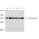 cytochrome c1 Antibody (D-10) - Western Blotting - Image 319263 