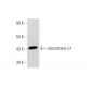 cytochrome c1 Antibody (D-10) - Western Blotting - Image 319265 