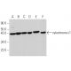 cytochrome c1 Antibody (D-10) - Western Blotting - Image 366167