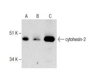 cytohesin-2 Antibody (H-7) - Western Blotting - Image 287541