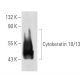 Cytokeratin 10/13 Antibody (0.N.355) - Western Blotting - Image 32800