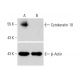 Cytokeratin 10 Antibody (VIK-10) - Western Blotting - Image 321801 