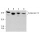 Cytokeratin 12 Antibody (E-8) - Western Blotting - Image 380344 