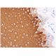 Cytokeratin 13 Antibody (A-5) - Immunohistochemistry - Image 284702 