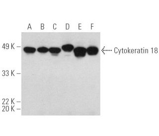 Cytokeratin 18 Antibody (C-04) - Western Blotting - Image 389892