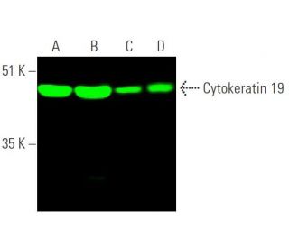 Cytokeratin 19 Antibody (A-3) - Western Blotting - Image 374273 