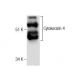 Cytokeratin 4 Antibody (5F132) - Western Blotting - Image 282495