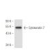 Cytokeratin 7 Antibody (LP5K) - Western Blotting - Image 49726