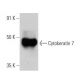 Cytokeratin 7 Antibody (LP5K) - Western Blotting - Image 356325 