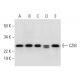 CZIB Antibody (C-3) - Western Blotting - Image 290074 