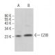 CZIB Antibody (C-3) - Western Blotting - Image 371056