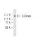 D-Dimer Antibody (DD1) - Western Blotting - Image 64643