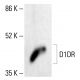 D1DR/Dopamine Receptor D1 Antibody (A-1) - Western Blotting - Image 411993