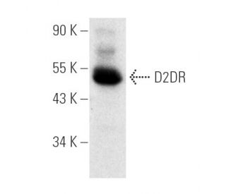 D2DR/Dopamine D2 Receptor Antibody (B-10) - Western Blotting - Image 4435 
