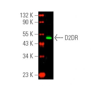 D2DR/Dopamine D2 Receptor Antibody (B-10) - Western Blotting - Image 391012Each CRISPR/Cas9 Knockout (KO) Plasmid product consists of a pool of 3 plasmids designed to ensure identification and cleavage of a specific gene for maximum knockout efficiency. Each plasmid encodes a unique 20 nt sequence derived from the GeCKO (v2) library. 
