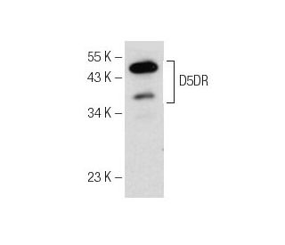 D5DR Antibody (E-12) - Western Blotting - Image 153950Each CRISPR/Cas9 Knockout (KO) Plasmid product consists of a pool of 3 plasmids designed to ensure identification and cleavage of a specific gene for maximum knockout efficiency. Each plasmid encodes a unique 20 nt sequence derived from the GeCKO (v2) library. 
