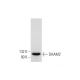 DAAM2 Antibody (E-1) - Western Blotting - Image 344158 
