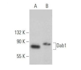 Dab1 Antibody (G-5) - Western Blotting - Image 363512 