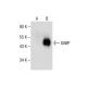 DABP Antibody (H-6) - Western Blotting - Image 286741 