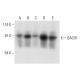 DACH1 Antibody (A-6) - Western Blotting - Image 308116