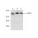 DACH2 Antibody (A-5) - Western Blotting - Image 344112