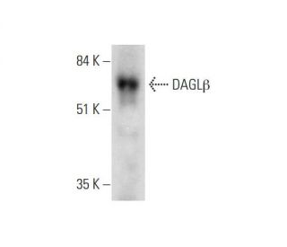 DAGL&beta; Antibody (A-5) - Western Blotting - Image 331154