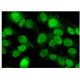 DALRD3 Antibody (H-12) - Immunofluorescence - Image 323513