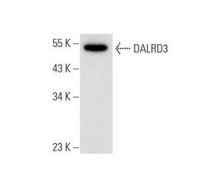 DALRD3 Antibody (H-12) - Western Blotting - Image 318018 