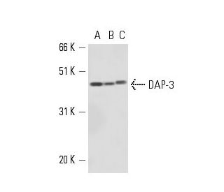 DAP-3 Antibody (4H75) - Western Blotting - Image 16174