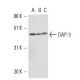 DAP-3 Antibody (4H75) - Western Blotting - Image 16174