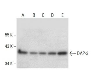 DAP-3 Antibody (D-4) - Western Blotting - Image 304487