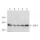 DAP-3 Antibody (D-4) - Western Blotting - Image 304487