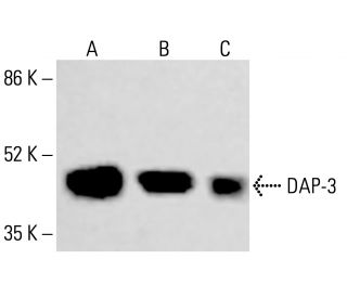 DAP-3 Antibody (E-4) - Western Blotting - Image 414528 