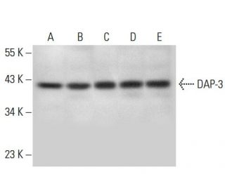 DAP-3 Antibody (E-9) - Western Blotting - Image 304545 
