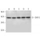 DAP-3 Antibody (E-9) - Western Blotting - Image 304545 