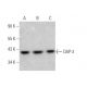 DAP-3 Antibody (E-9) - Western Blotting - Image 366242