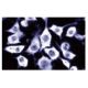 DAP-5 Antibody (35) - Immunofluorescence - Image 60648