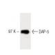 DAP-5 Antibody (35) - Western Blotting - Image 60377 