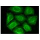 DAP10 Antibody (C-1) - Immunofluorescence - Image 151137 