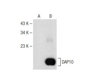 DAP10 Antibody (C-1) - Western Blotting - Image 147841 
