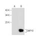 DAP10 Antibody (C-1) - Western Blotting - Image 147843