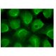 DAP10 Antibody (C-5) - Immunofluorescence - Image 151127 