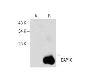 DAP10 Antibody (C-5) - Western Blotting - Image 147839 
