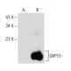 DAP10 Antibody (C-5) - Western Blotting - Image 147839 