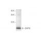 DAP10 Antibody (H-2) - Western Blotting - Image 294575 