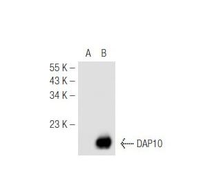 DAP10 (H-2): sc-133173. Western blot analysis of DAP10 expression in... 